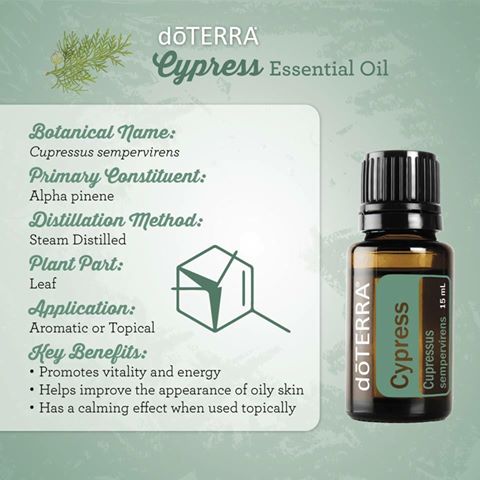 Cypress Oil profile: promotes vitality & energy, application is aromatic or topical