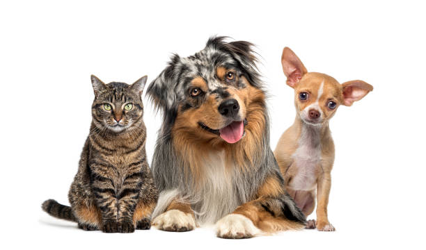 Friendly alert Pets together side by side in a row looking at the camera, isolated on white