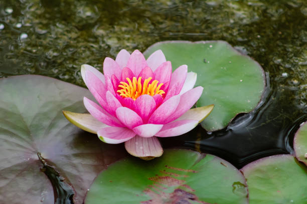 Pink Water lily