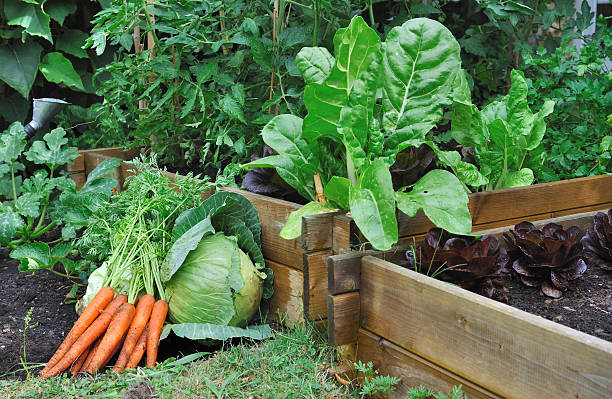 carrots and cabbage on the soil in a vegetable garden