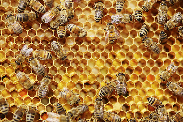 Bees on honeycombs.