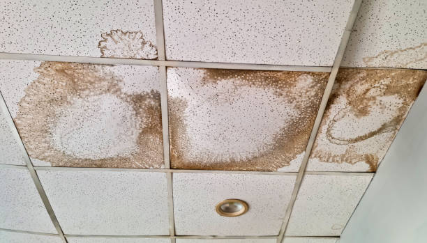 Mold colonies growth inside building